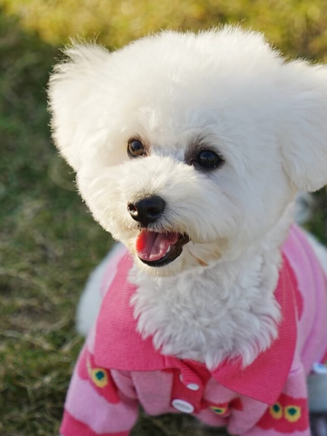 Bichon Frise