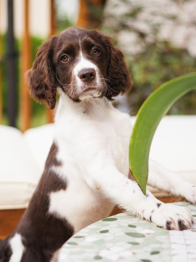 Springer Spaniels