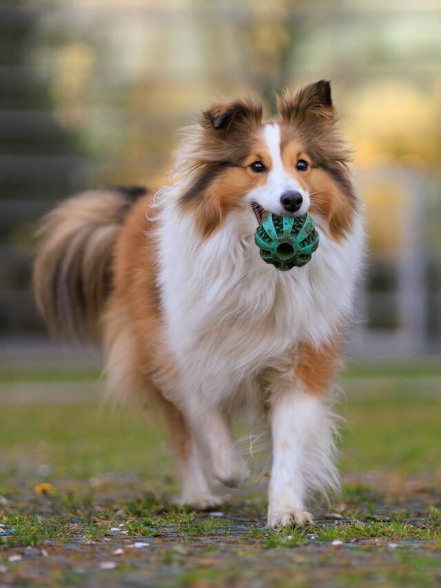 Shetland Sheepdogs