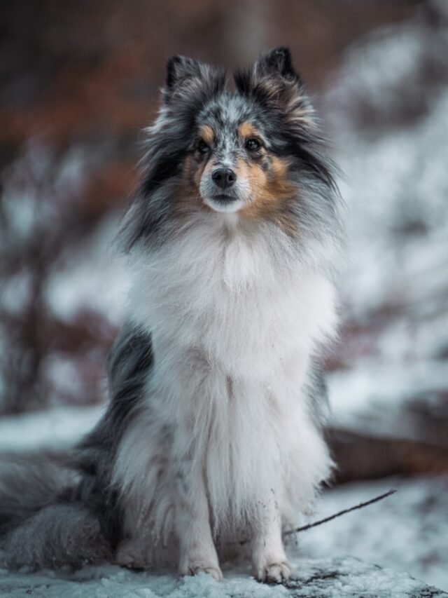 Shetland Sheepdogs