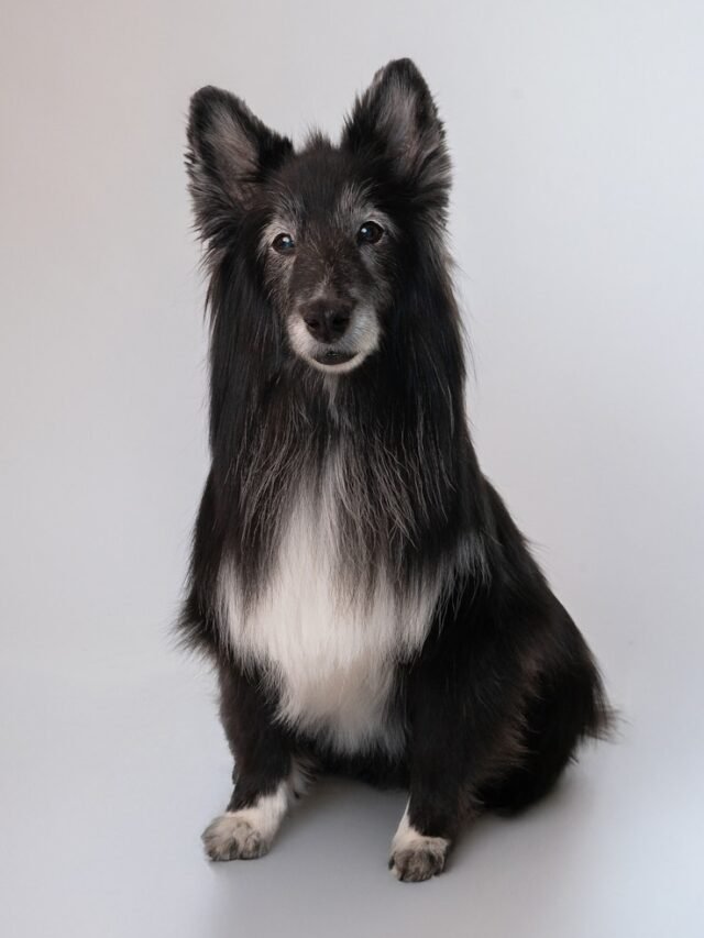 Shetland Sheepdogs